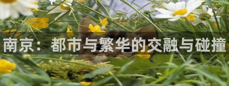 和记怡情赌博官网：南京：都市与繁华的交融与碰撞