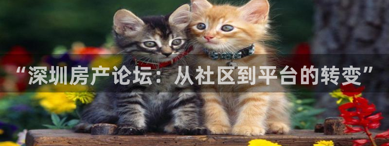 和记国际官网电话：“深圳房产论坛：从社区到平台的转变”