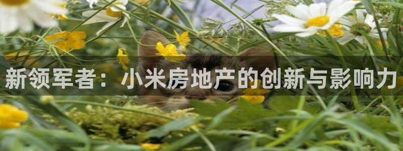 和记官网客服app：新领军者：小米房地产的创新与影响力