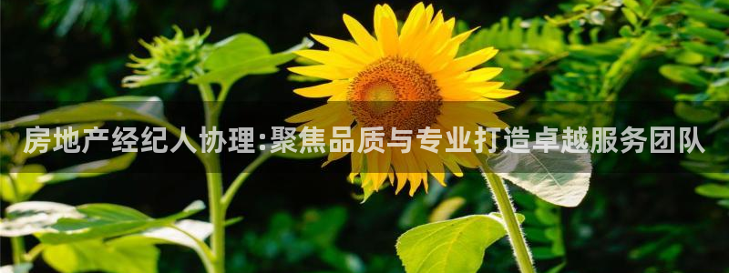 和记卡官网：房地产经纪人协理:聚焦品质与专业打造卓越服务团队
